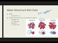 Cell Biology Lab - C. Membrane Permeability