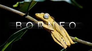 Borneo - The Magic of the Rainforest