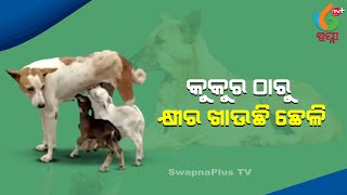 ଛେଳି ଛୁଆକୁ କ୍ଷୀର ଦେଲା ମାଆ କୁକୁର // Dog Feeds Goat Kids On Road