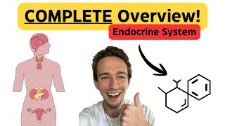 Endocrine System | Everything you NEED to Know! | Hormones, Glands & Feedback Loops