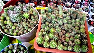 #411 Multiple Pups of Cactus Propagation | Easy Way To Propagate Cacti Plant... Succulent Davao