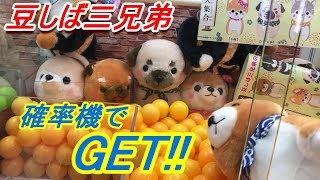 クレーンゲーム 確率機 豆しば三兄弟　豆太郎 GET!!