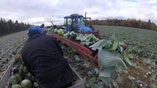 Cabbage and broccoli harvester / Récolteuse à choux et brocolis / Commander I - Univerco