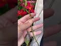 🥳Orquídea Epidendrum Roja con Semilla🌺#shorts#epidendrum#orchid#red#bloom#seedpod#viralvideo