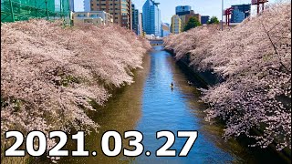 【さんぽ】目黒川の桜 中目黒駅〜目黒駅 2021/03/27(Meguro River Cherry Blossoms Nakameguro Station-Meguro Station)