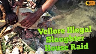 VELLORE ILLEGAL SLAUGHTER HOUSE RAID 18_03_13