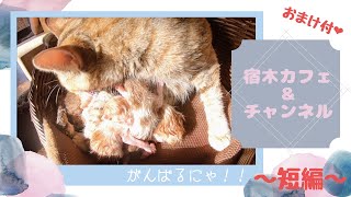 【※閲覧注意※】シャロの出産：短編| Shalo gave birth to seven kittens