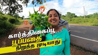 ஒருபோதும் கார்த்திகை பூப்பதை நிறுத்த முடியாது... |  kokaavil to kanakaraayankulam