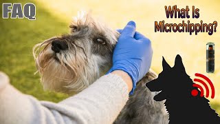 Dog Microchipping: Pros and Cons