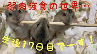 【ジャンガリアンハムスター】【赤ちゃん】生後17日目です！弱肉強食な世の中です…