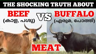 പോത്തിറച്ചി അല്ല ബീഫ് | Beef Vs Buffalo Meat | Less Known Facts