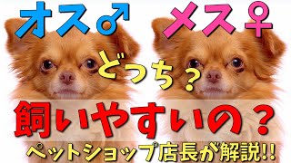 【現役ペットショップ店長解説】結局オスとメスどっちが飼いやすいの？