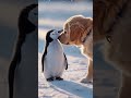 🐧❄️ the cutest friendship baby penguin and golden retriever playing in the snow 🐶✨ wildliferescue