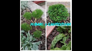 Нівакі з сантоліни, стрижка туї, прибирання у квітнику 16.05.#garden #стрижки #сад #туя #нарциссы