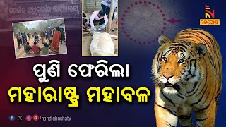 Maharashtra Tiger Creates Panic In Gudari And Padmapur Block | NandighoshaTV