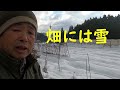 大根とかぶの出荷とエンドウ豆の発芽　邑南町　駒川農園　22.12.26