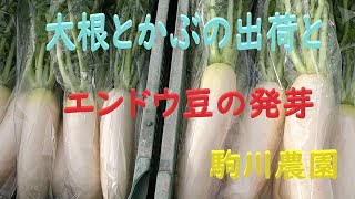 大根とかぶの出荷とエンドウ豆の発芽　邑南町　駒川農園　22.12.26