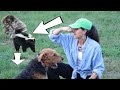 DOG gets SKUNKED and here is what you do next!