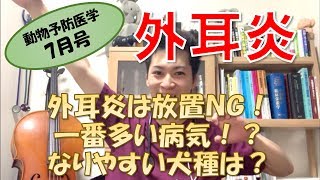 【外耳炎】動物予防医学 7月号は外耳炎！～なりやすい犬種と症状編～ ［予防 × 獣医］