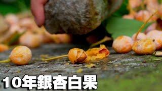 10年銀杏樹上掛滿了白果，但一定要小心了，這種果子雖說美味，可一旦吃多，就是一道毒藥！