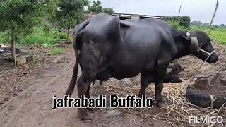 Big jafrabadi Buffalo 🐃