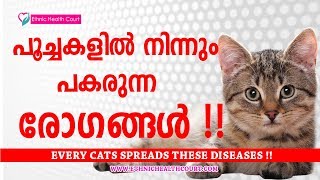 🐈 പൂച്ചകള്‍ പരത്തുന്ന വലിയ രോഗങ്ങള്‍ | പൂച്ചകളില്‍ നിന്നും രോഗങ്ങള്‍