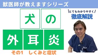 犬の外耳炎　その①（しくみと症状）犬と猫の身近な病気をわかりやすく解説　獣医師が教えますシリーズ　#動物病院#獣医師 #犬の病気