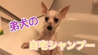 スピッツ犬のシャンプー【日本スピッツ】