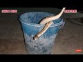 இரவில் மீட்கப்பட்ட கொடிய விஷம் உள்ள கழுதை விரியன் பாம்பு snake babu madurai save nature s