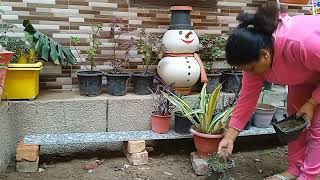 फरवरी में ये काम भी जरूर करले बहुत अच्छा होगा/care of your garden #viralvideo#gardeningatease