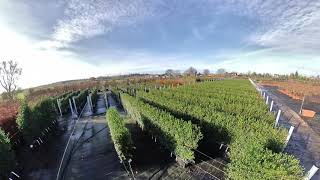 Osmanthus burkwoodii ReadyHedge Readybags - 90-110cm tall hedging