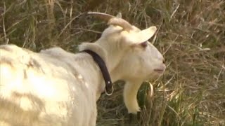 T308　　2024年11月30日　ヤギ　　音楽　風と共に去りぬ　　南部丘陵公園　　たか鷹短信