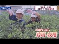 小学生が紅餅づくりに挑戦 熱中症対策として屋内で