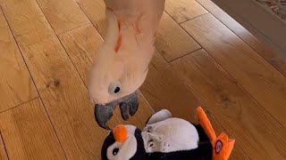 Look who’s back! It’s Penny the Penguin! 🐧 🧡