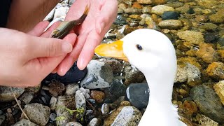 물고기를 너무 잘먹는 오리 / Call Duck Loves To Eat Fish!