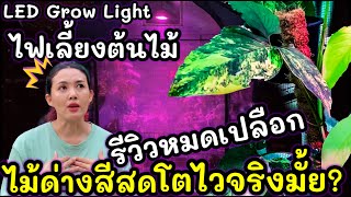 รีวิวหมดเปลือก! ไฟเลี้ยงต้นไม้ LED Grow Light หลังใช้ 2 เดือน ไม้ด่างสีสด โตเร็วจริงมั้ย?