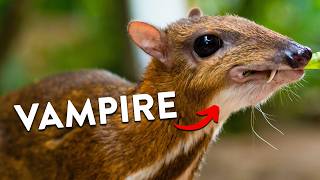 Chevrotain: The 12 Inch Vampire Deer