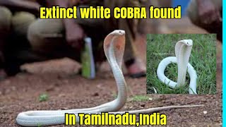 அரியவகை வெள்ளை நிற நாகப் பாம்பு |  Extinct white cobra found in Tamil Nadu | Funtime fantaaaz