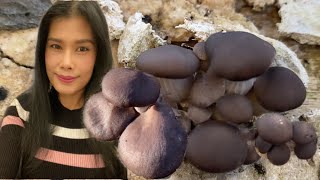 เก็บเห็ดนางรมดำ, เทา, เห็ดเข็มทองป่าอีโนกิ, เห็ดหูหนู Picking Oyster mushroom, Wild Enoki