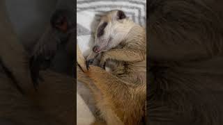 ミーアキャットの寝顔が愛しすぎる。Sleeping meerkat.