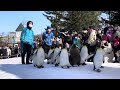 ⁠winter zoo time. asahiyama zoo penguin walk. funwithjun asahikawa hokkaido