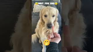 other dog Middle finger reaction and my dog middle finger reaction//#shortvideo #shortsvideo#shorts