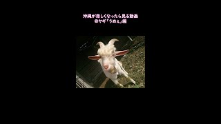 【short】沖縄が恋しくなったら見る動画＠ヤギ「うめぇ」編  #shorts