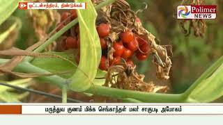 மருத்துவ குணம் மிக்க செங்காந்தள் மலர் சாகுபடி அமோகம்