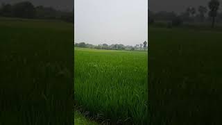 వేలేరు గ్రామంలో భారీ వర్షం| HEAVY RAIN IN VELAIR