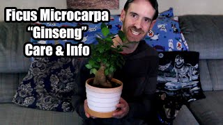 Ficus Microcarpa \