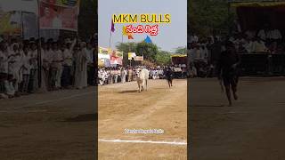 MKM BULL (నంది) గిత్త