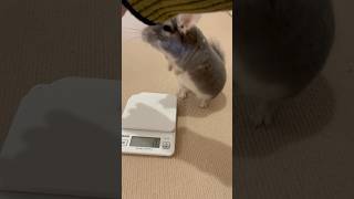 チンチラ体重測定withアイツ　ケージに戻るのを失敗してごまかすチンチラ＃chinchilla＃チンチラ＃shorts