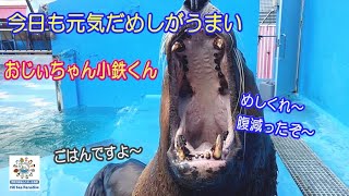 【トド】お父さんトドの小鉄くんの近況（伊勢シーパラダイス／水族館）