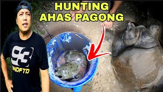 PROBLEMA NG MGA MAGSASAKA AHAS PAGONG HINULI NAMIN SUMISIRA SA MGA TANIM